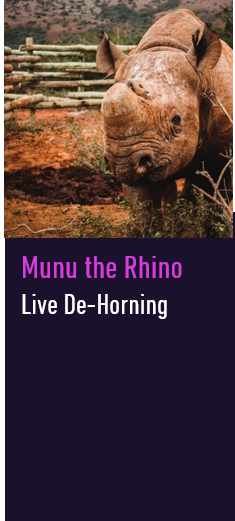 Munu the Rhino
